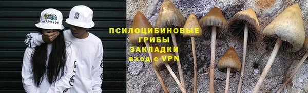 прущие грибы Алзамай